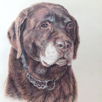 Dog Portrait Painting – Chocolate Labrador – Reigate Surrey Artist