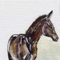 Foal – Rachael Tan – Surrey Artist – Painting in Acrylics on Canvas and Drawings in Charcoal and Pencil