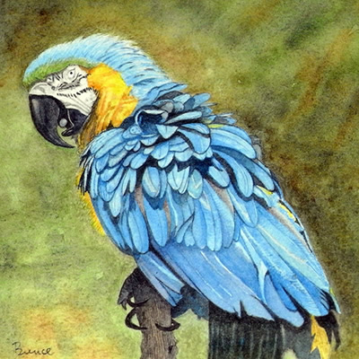 Parrot Painting - Blue and Gold Macaw - Birds Art Gallery - Surrey Artist John Bunce - Woking Society of Arts