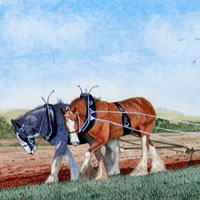 Shire Horses, Aberdeenshire – Scotland Art Gallery – Artist John Bunce – Guildford Art Society