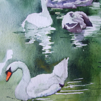 Basingstoke Canal Swans – Watercolour Art – Surrey Gallery