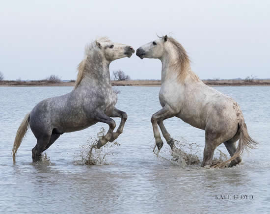 Camargue Horses Playing In The Sea - Equine Photographic Artist - Kate Lloyd - Surrey Art Gallery