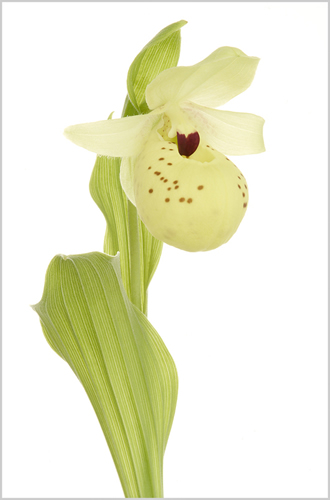 Orchid- Cypripedium Flavum - Fine Art Photography - Norfolk Artist - Debbie Monique Jolliff - Gallery