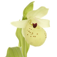 Orchid- Cypripedium Flavum – Fine Art Photography – Norfolk Artist – Debbie Monique Jolliff – Gallery
