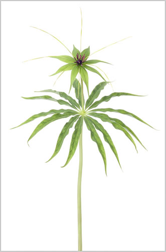 Paris Polyphylla var Stenophylla - Fine Art Photography - Norfolk Artist - Debbie Monique Jolliff - Gallery