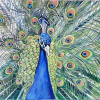 Peacock at Kew – Sarah James – Portrait Artist in Oils and Pastels – Richmond Art Society – Surrey Art Gallery