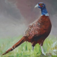 Bird – Male Pheasant – Rodney Thomas Annetts – Woking Society Of Art – Surrey Artists Gallery