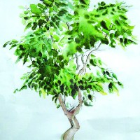 Bonsai Tree – Still Life – Nerissa Davies – Puttenham Artist Painting in Watercolours – Surrey Art Gallery