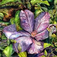 Flowers – Clematis – Susie Lidstone – Surrey Artist Gallery – Society of Floral Painters – Society of Graphic Fine Art