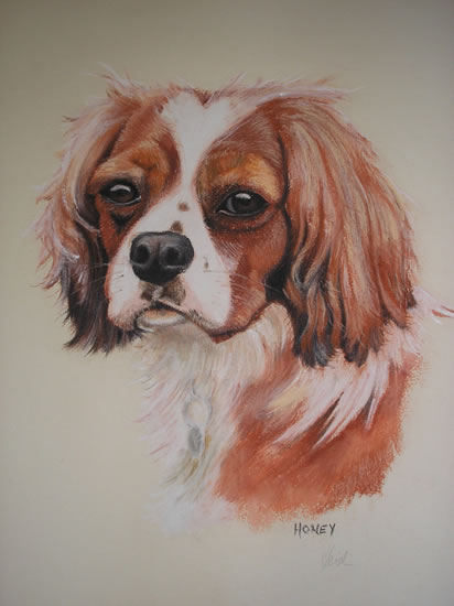 Pet Portraits in Pencil, Charcoal and Pastels - Dog - Honey - Cavalier King Charles Spaniel