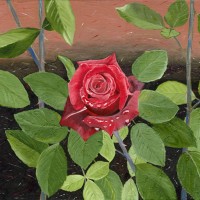 Flower – The Rose – Sicilian Artist Teresa Scannella – Surrey Artists Gallery – White Rose Art Group Woking