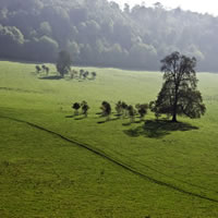 Tree Family, Gatton Park, Reigate, Surrey – Stephen Webb – Pyrford Fine Art Photographer – Surrey Artists Gallery