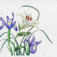 Lily and Irises – Surrey Artist Fiona Wheeler – Botanical Artist – Society of Floral Painters, Society of Botanical Artists