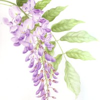 Plant – Wisteria – Jenny Heath – Watercolour Paintings and Drawings of Plants and Animals – Surrey Artists Gallery