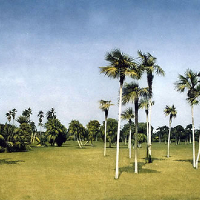 Botanical Garden – Cuba – Surrey Artists Gallery Fine Art Prints – Noël Haring