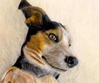 Dog Portrait - Guildford Animal Artist Aly Lloyd - Pet Portraits