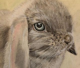 Pet Portraiture - Rabbit - Animal Artist Katharine Mann