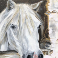 Pony Commissioned Portrait in Oils – Woking Surrey Animal Artist Katharine Mann