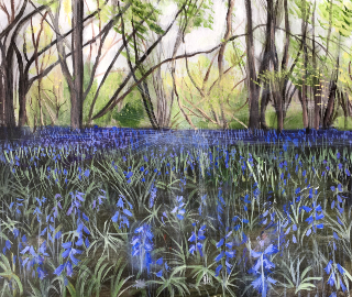 Bluebells - Cucknell's Wood Shamley Green near Guildford Surrey - Landscape Artist Sally Anne Wake Jones