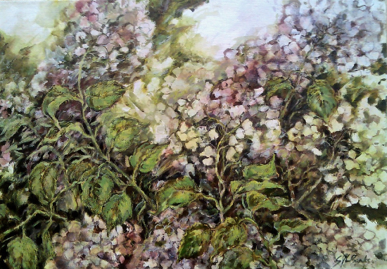 Hydrangea Flowers - Acrylic and Oil Pastel Painting - Floral Artist Sally Banks