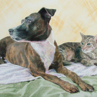 Dog and Cat Portrait – Animal Artist Jacqui Slade