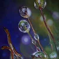 Morning Dew - Oil Painting by Coulsdon Surrey Artist Mandy Gomm
