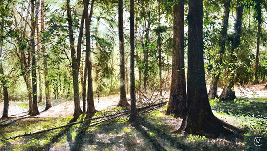 Forest Scene - Deadfall Spring - Surrey Landscape Artist Colin Wood