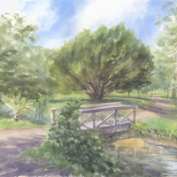 English Yew by the Bridge, Bushy Park – Woodland Watercolour by Surrey Landscape Artist Nadia Poe